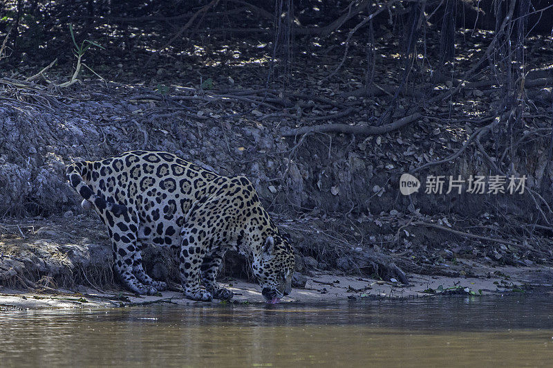 美洲虎(Panthera onca)是一种大型猫科动物，是美洲虎属猫科动物，是美洲唯一现存的美洲虎物种，在巴西潘塔纳尔发现。沿着河边打猎。散步。